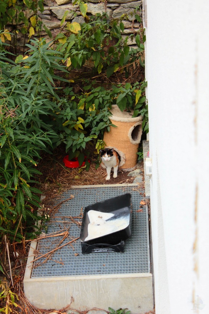 民宿主人飼養的可愛小貓