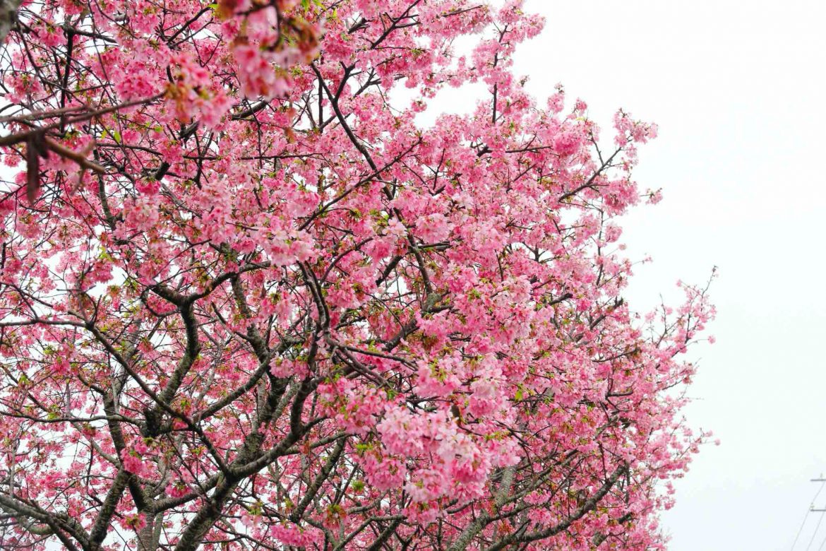 taichung-2020-xinshesakura-moonlake-villa