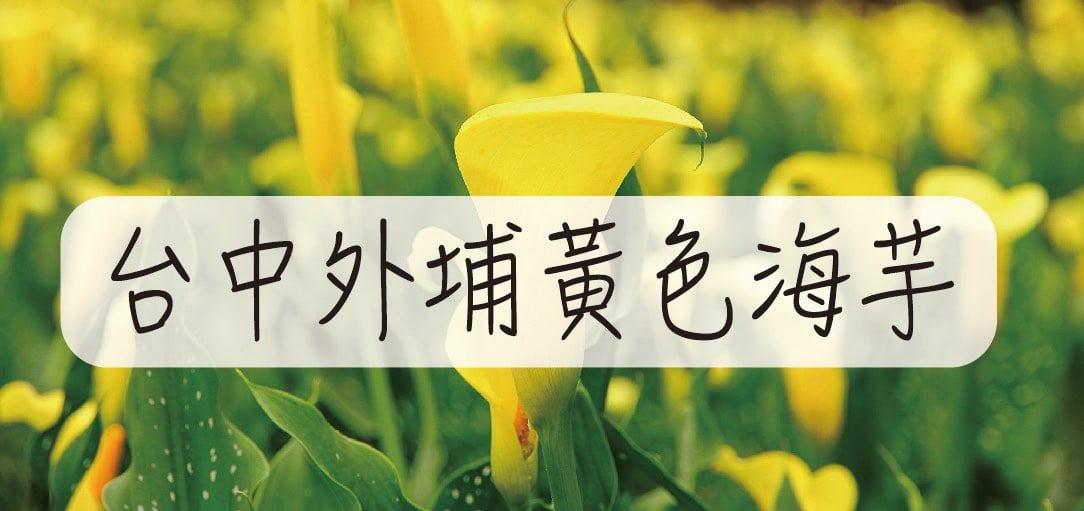 2020alocasia