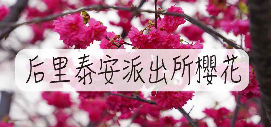2021-houlisakura