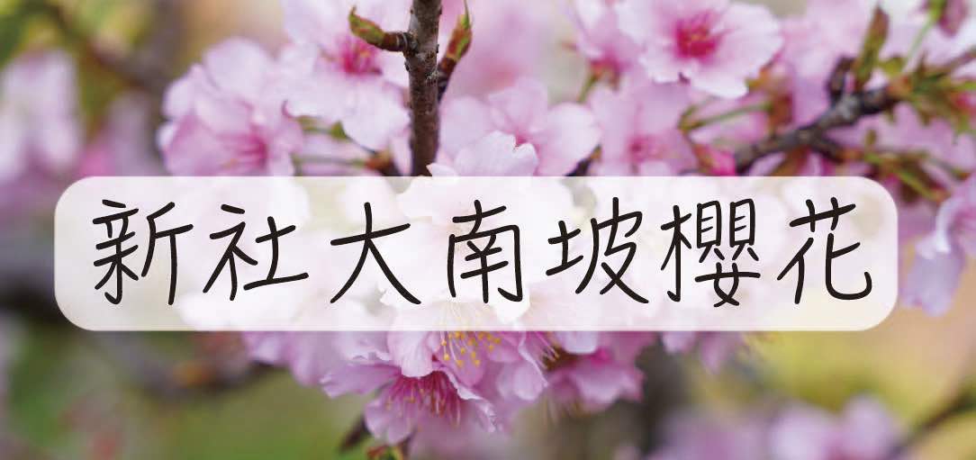 xinshe-dananpo-cherry-blossoms