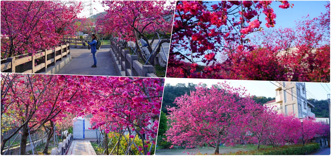 2024泰安派出所櫻花季｜為期12天，近千棵櫻花免費欣賞