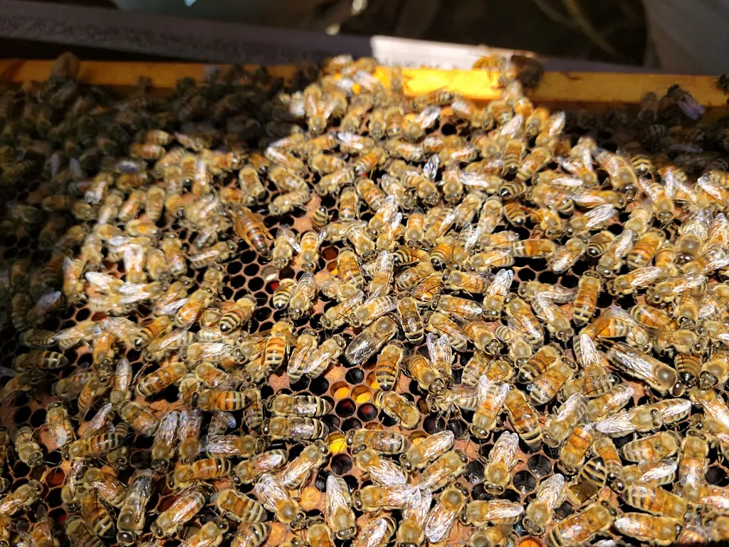 Sawi.百壽森林百花蜜,蜂蜜推薦,獅潭鄉蜂蜜,百花蜜,百壽森林百花蜜