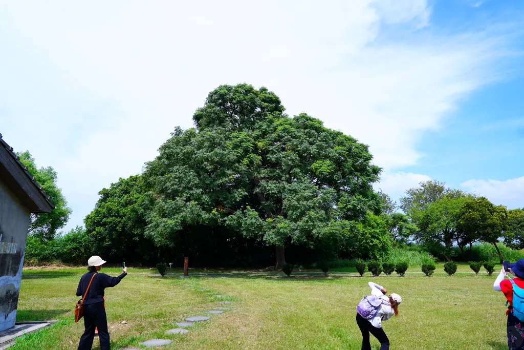 牛罵頭遺址文化園區,木木稻町,高美燈塔園區,台中港舶來品商圈,台中海線景點,清水紫雲巖,樹下阿婆粉圓 牛罵頭遺址文化園區,木木稻町,高美燈塔園區,台中港舶來品商圈,台中海線景點,清水紫雲巖,樹下阿婆粉圓