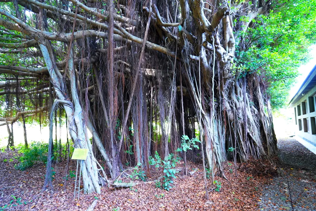 牛罵頭遺址文化園區,木木稻町,高美燈塔園區,台中港舶來品商圈,台中海線景點,清水紫雲巖,樹下阿婆粉圓 牛罵頭遺址文化園區,木木稻町,高美燈塔園區,台中港舶來品商圈,台中海線景點,清水紫雲巖,樹下阿婆粉圓