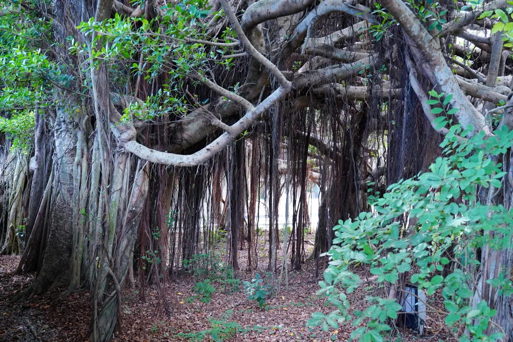 牛罵頭遺址文化園區,木木稻町,高美燈塔園區,台中港舶來品商圈,台中海線景點,清水紫雲巖,樹下阿婆粉圓 牛罵頭遺址文化園區,木木稻町,高美燈塔園區,台中港舶來品商圈,台中海線景點,清水紫雲巖,樹下阿婆粉圓
