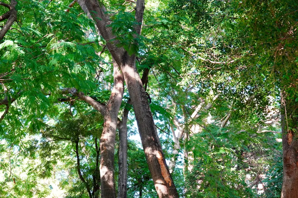 台中北屯兒童公園, 台中特色公園, 美樂地計畫, 台中親子遊推薦, 台中共融遊具, 無障礙設施公園, 攀爬隧道, 旋轉溜滑梯, 林間探索遊戲場, 台中親子景點, 台中親子戶外活動, 台中公園推薦, 台中兒童遊戲區, 台中親子共融遊樂場,荔枝老樹公園,興安路兒童公園 台中北屯兒童公園, 台中特色公園, 美樂地計畫, 台中親子遊推薦, 台中共融遊具, 無障礙設施公園, 攀爬隧道, 旋轉溜滑梯, 林間探索遊戲場, 台中親子景點, 台中親子戶外活動, 台中公園推薦, 台中兒童遊戲區, 台中親子共融遊樂場,荔枝老樹公園,興安路兒童公園