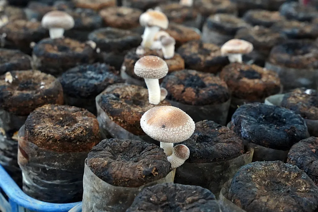 台中新社, 香菇, 百菇莊, 菇神, 香菇美食, 香菇湯, 炒香菇, 香菇燴飯, 食農教育, 香菇栽培, 新社餐廳, 價格親民, 新社旅遊, 新鮮香菇, 美味料理, 家庭聚餐, 朋友聚會, 招牌菜, 香菇料理, 體驗新社,新社百菇莊菜單