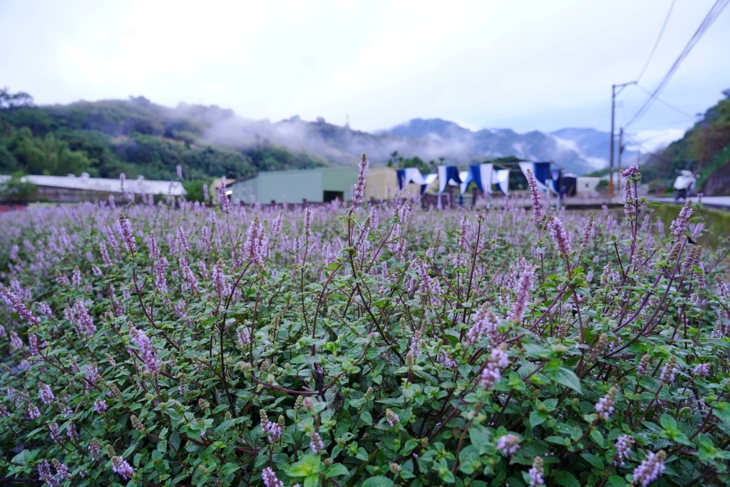 獅潭仙草花,獅潭仙草花節,獅潭仙草,苗栗仙草,苗栗仙草花節