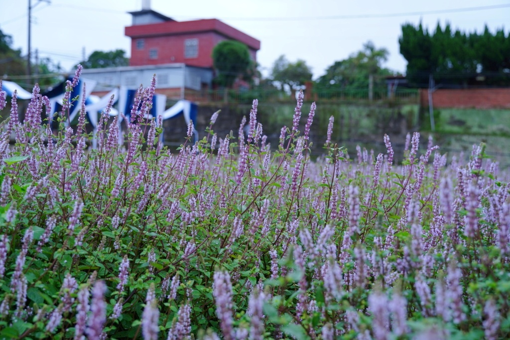 獅潭仙草花,獅潭仙草花節,獅潭仙草,苗栗仙草,苗栗仙草花節