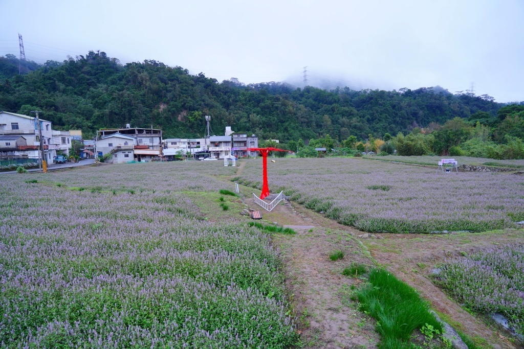 獅潭仙草花,獅潭仙草花節,獅潭仙草,苗栗仙草,苗栗仙草花節