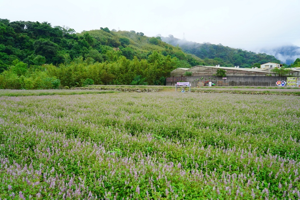 獅潭仙草花,獅潭仙草花節,獅潭仙草,苗栗仙草,苗栗仙草花節