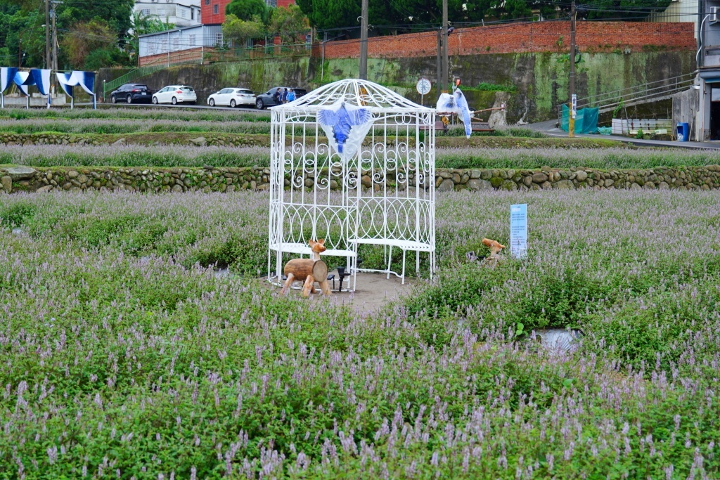 獅潭仙草花,獅潭仙草花節,獅潭仙草,苗栗仙草,苗栗仙草花節