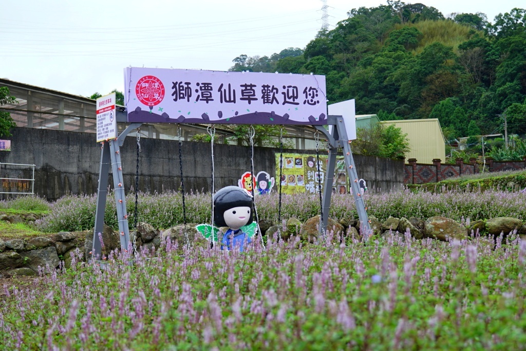 獅潭仙草花,獅潭仙草花節,獅潭仙草,苗栗仙草,苗栗仙草花節