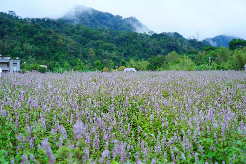 獅潭仙草花,獅潭仙草花節,獅潭仙草,苗栗仙草,苗栗仙草花節