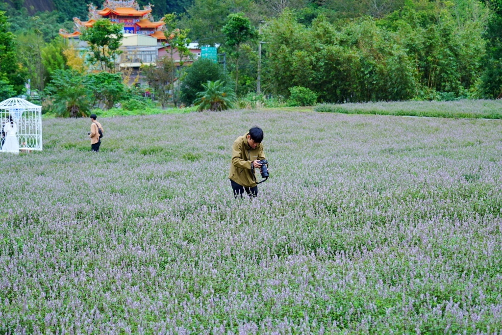 獅潭仙草花,獅潭仙草花節,獅潭仙草,苗栗仙草,苗栗仙草花節