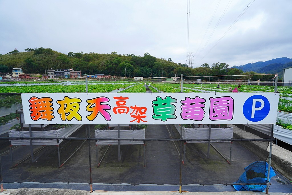 舞夜天高架草莓園,高架草莓,大湖草莓,五月天草莓,苗栗採草莓,苗栗採草莓推推薦,大湖草莓推薦 舞夜天高架草莓園,高架草莓,大湖草莓,五月天草莓,苗栗採草莓,苗栗採草莓推推薦,大湖草莓推薦