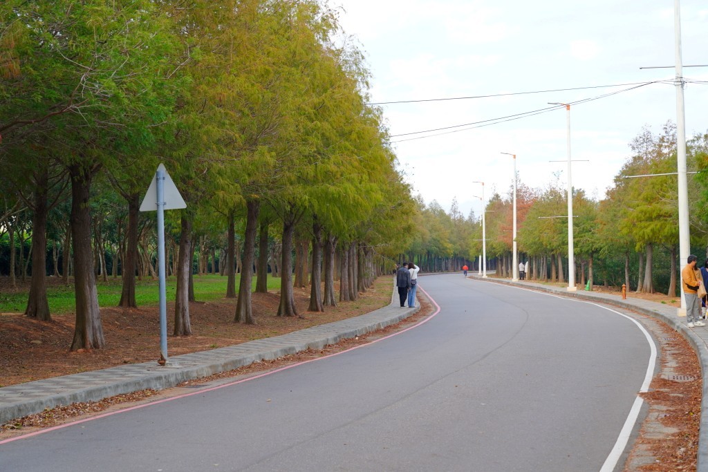 后里落羽松,台中落羽松,麗寶樂園落羽松,泰安落羽松,羽粼落羽松麗寶落羽松大道,台中落羽松大道,后里落羽松大道,麗寶落羽松大道的圖片,台中落羽松大,麗寶落羽松2024