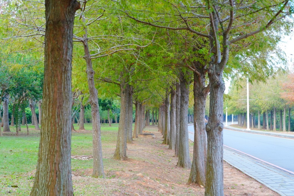 后里落羽松,台中落羽松,麗寶樂園落羽松,泰安落羽松,羽粼落羽松麗寶落羽松大道,台中落羽松大道,后里落羽松大道,麗寶落羽松大道的圖片,台中落羽松大,麗寶落羽松2024 后里落羽松,台中落羽松,麗寶樂園落羽松,泰安落羽松,羽粼落羽松麗寶落羽松大道,台中落羽松大道,后里落羽松大道,麗寶落羽松大道的圖片,台中落羽松大,麗寶落羽松2024