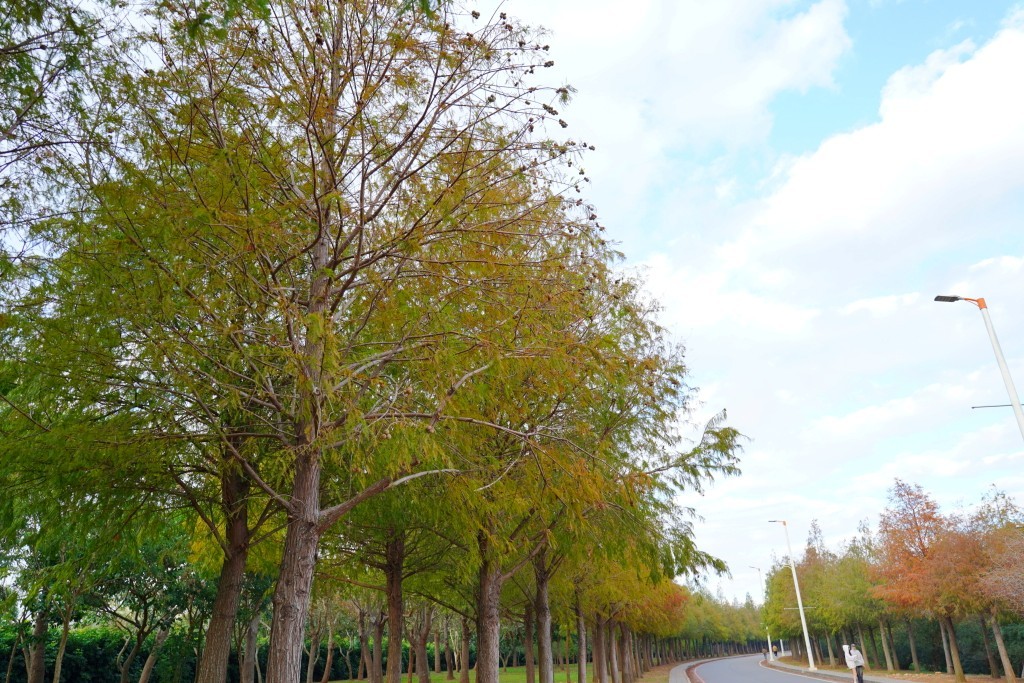 后里落羽松,台中落羽松,麗寶樂園落羽松,泰安落羽松,羽粼落羽松麗寶落羽松大道,台中落羽松大道,后里落羽松大道,麗寶落羽松大道的圖片,台中落羽松大,麗寶落羽松2024 后里落羽松,台中落羽松,麗寶樂園落羽松,泰安落羽松,羽粼落羽松麗寶落羽松大道,台中落羽松大道,后里落羽松大道,麗寶落羽松大道的圖片,台中落羽松大,麗寶落羽松2024