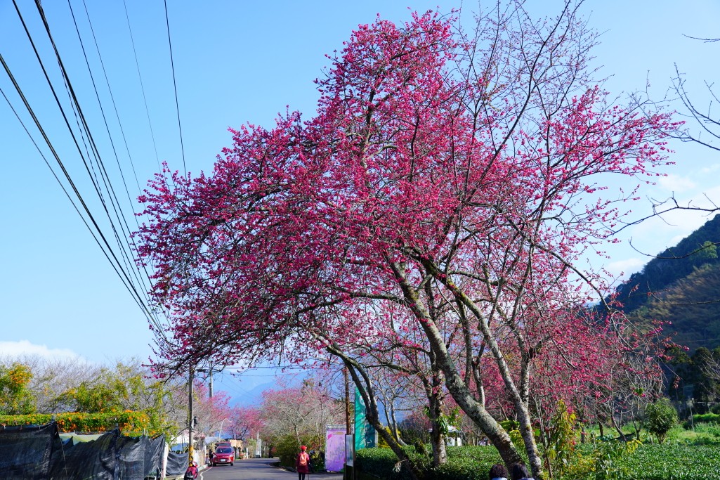 2025草坪頭櫻花季,草坪頭櫻花季,草坪頭櫻花 評價,草坪頭 交通方式,草坪頭,冠鈺園茶園,白色田園,明生李白花步道,望高茶園,2025草坪頭,南投賞櫻