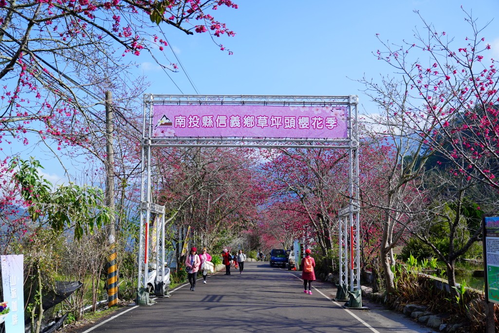 2025草坪頭櫻花季,草坪頭櫻花季,草坪頭櫻花 評價,草坪頭 交通方式,草坪頭,冠鈺園茶園,白色田園,明生李白花步道,望高茶園,2025草坪頭,南投賞櫻