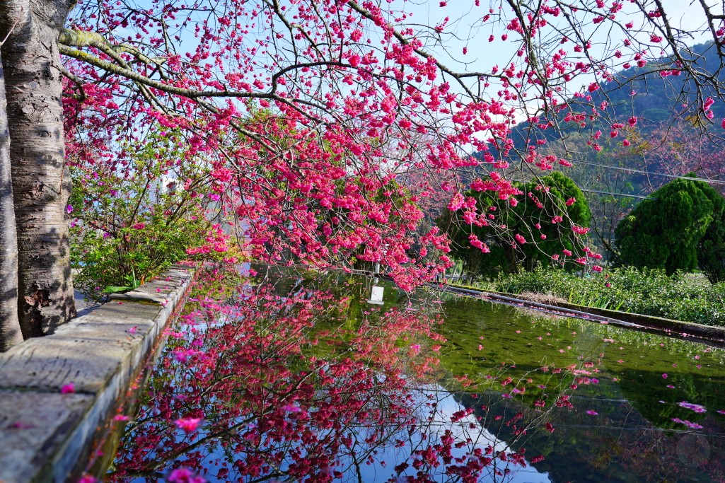 2025草坪頭櫻花季,草坪頭櫻花季,草坪頭櫻花 評價,草坪頭 交通方式,草坪頭,冠鈺園茶園,白色田園,明生李白花步道,望高茶園,2025草坪頭,南投賞櫻