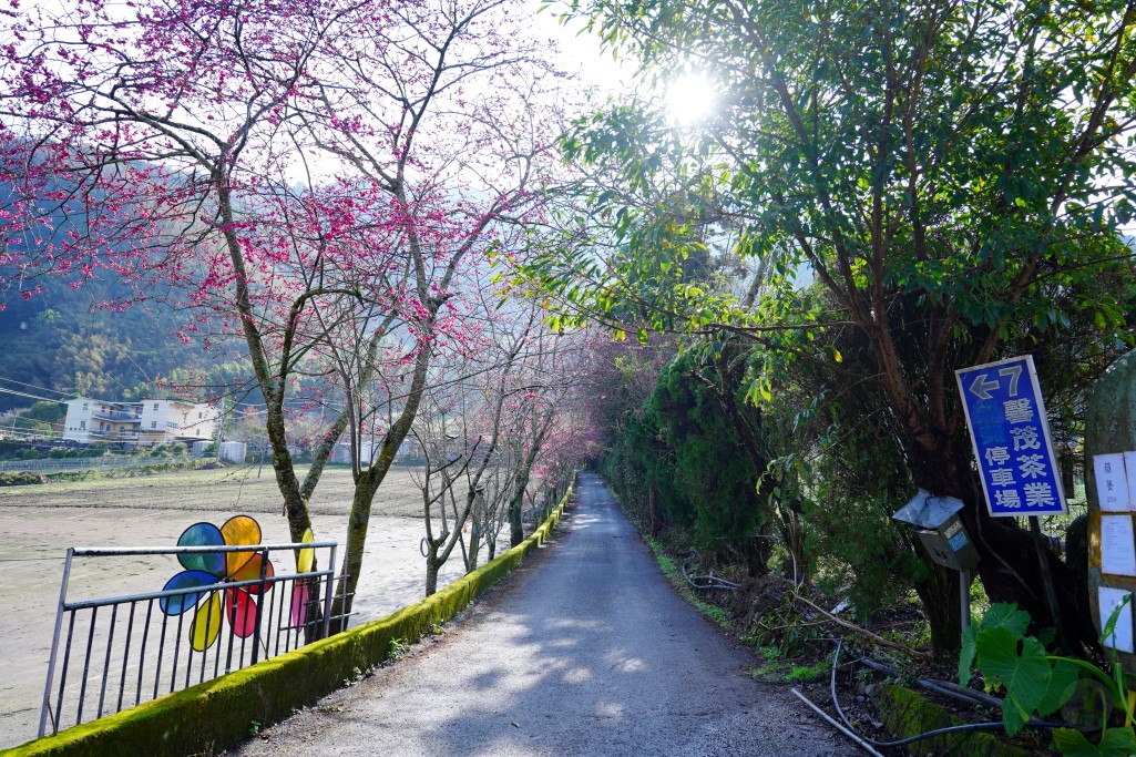 2025草坪頭櫻花季,草坪頭櫻花季,草坪頭櫻花 評價,草坪頭 交通方式,草坪頭,冠鈺園茶園,白色田園,明生李白花步道,望高茶園,2025草坪頭,南投賞櫻