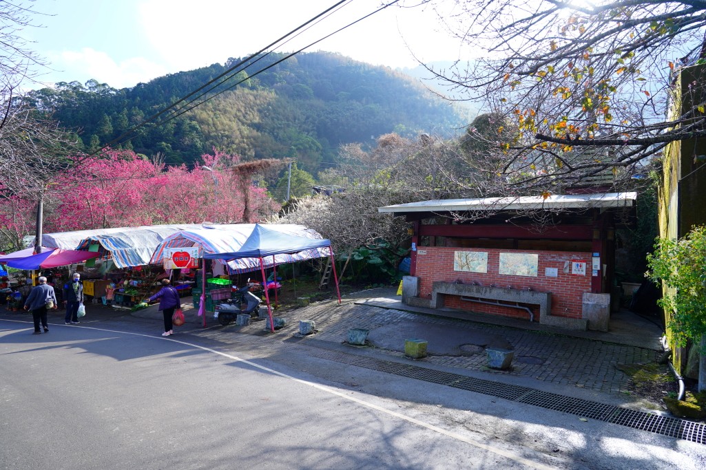 2025草坪頭櫻花季,草坪頭櫻花季,草坪頭櫻花 評價,草坪頭 交通方式,草坪頭,冠鈺園茶園,白色田園,明生李白花步道,望高茶園,2025草坪頭,南投賞櫻