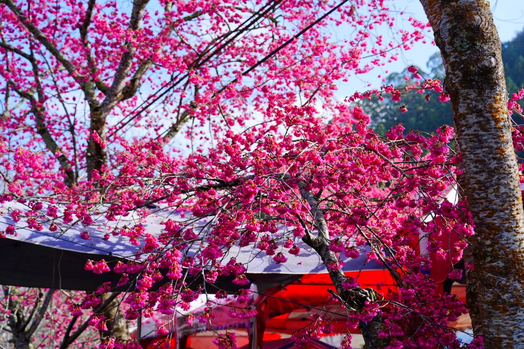 2025草坪頭櫻花季,草坪頭櫻花季,草坪頭櫻花 評價,草坪頭 交通方式,草坪頭,冠鈺園茶園,白色田園,明生李白花步道,望高茶園,2025草坪頭,南投賞櫻