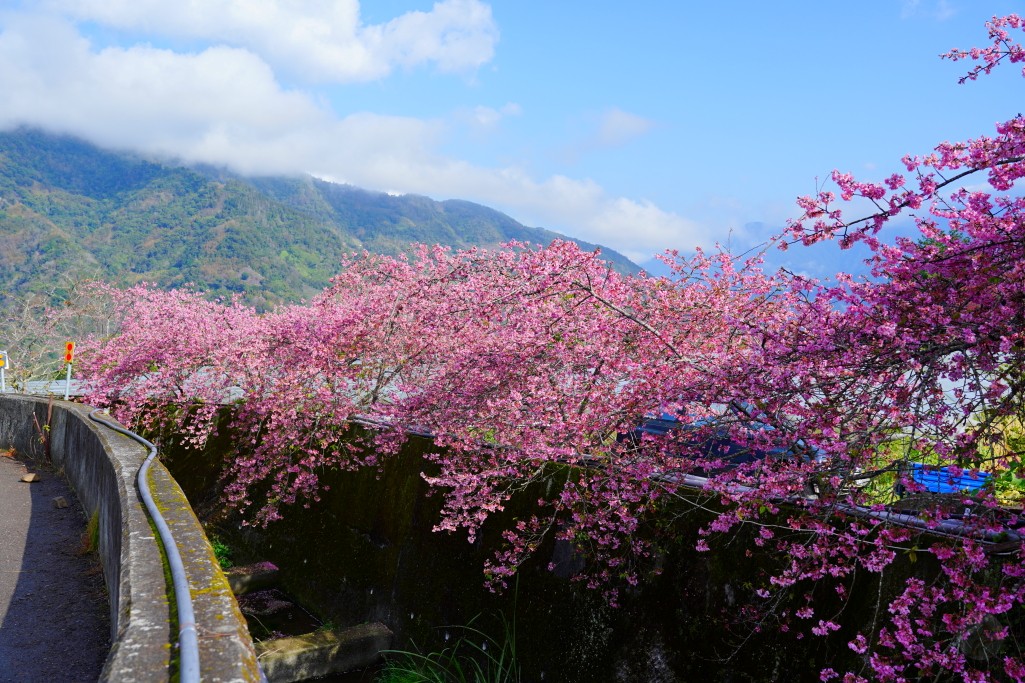 2025草坪頭櫻花季,草坪頭櫻花季,草坪頭櫻花 評價,草坪頭 交通方式,草坪頭,冠鈺園茶園,白色田園,明生李白花步道,望高茶園,2025草坪頭,南投賞櫻