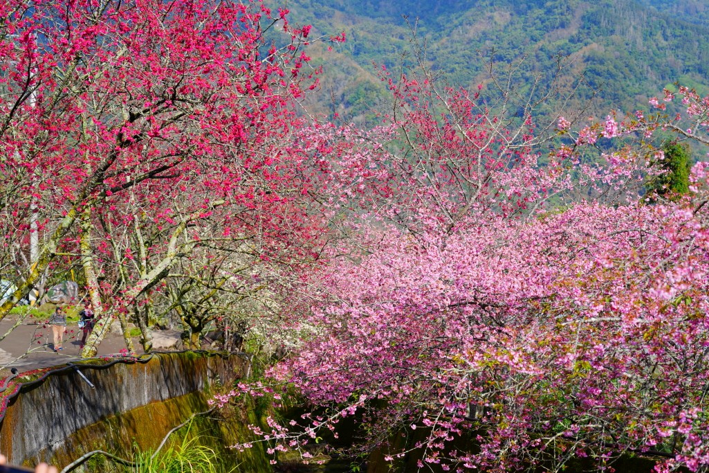 2025草坪頭櫻花季,草坪頭櫻花季,草坪頭櫻花 評價,草坪頭 交通方式,草坪頭,冠鈺園茶園,白色田園,明生李白花步道,望高茶園,2025草坪頭,南投賞櫻