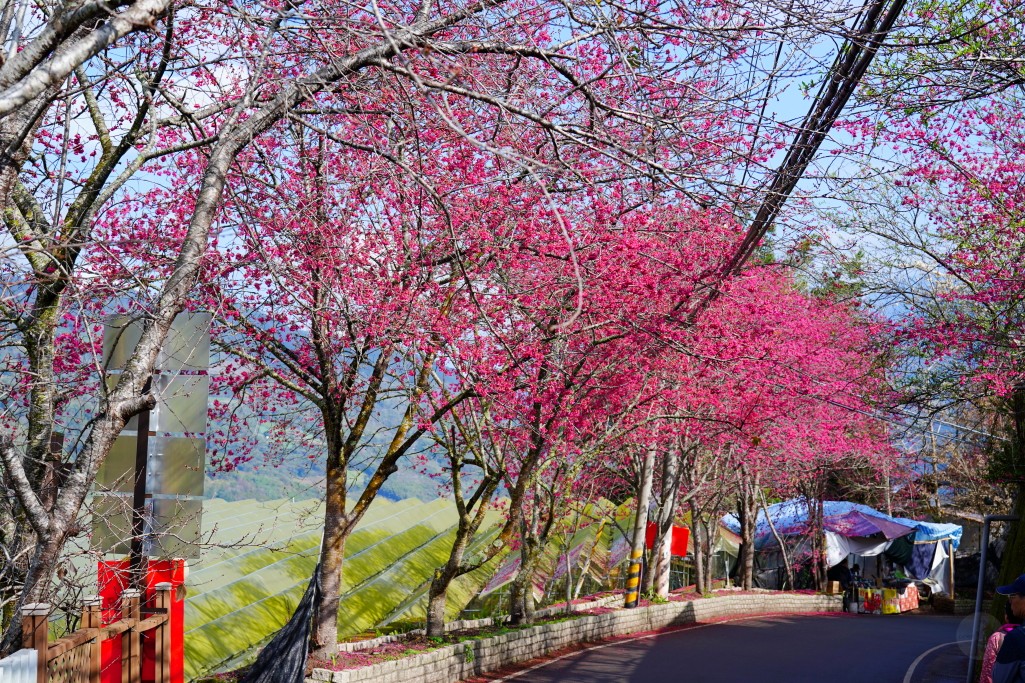 2025草坪頭櫻花季,草坪頭櫻花季,草坪頭櫻花 評價,草坪頭 交通方式,草坪頭,冠鈺園茶園,白色田園,明生李白花步道,望高茶園,2025草坪頭,南投賞櫻