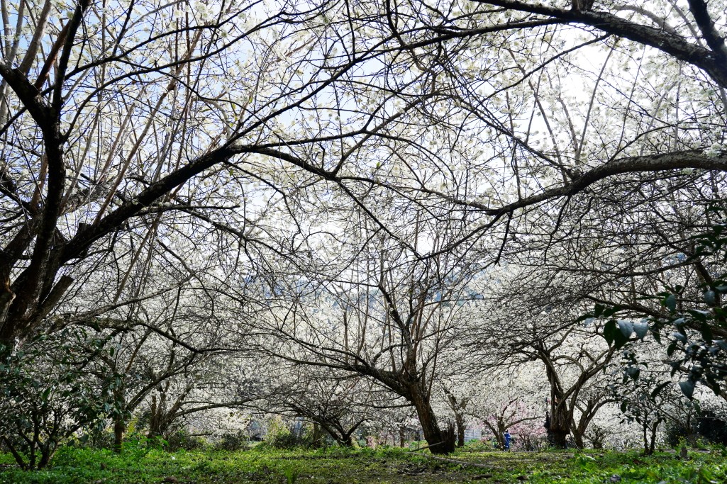 2025草坪頭櫻花季,草坪頭櫻花季,草坪頭櫻花 評價,草坪頭 交通方式,草坪頭,冠鈺園茶園,白色田園,明生李白花步道,望高茶園,2025草坪頭,南投賞櫻