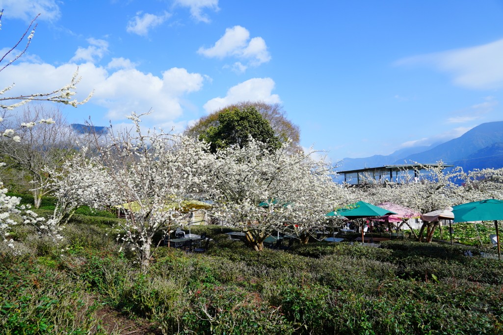 2025草坪頭櫻花季,草坪頭櫻花季,草坪頭櫻花 評價,草坪頭 交通方式,草坪頭,冠鈺園茶園,白色田園,明生李白花步道,望高茶園,2025草坪頭,南投賞櫻