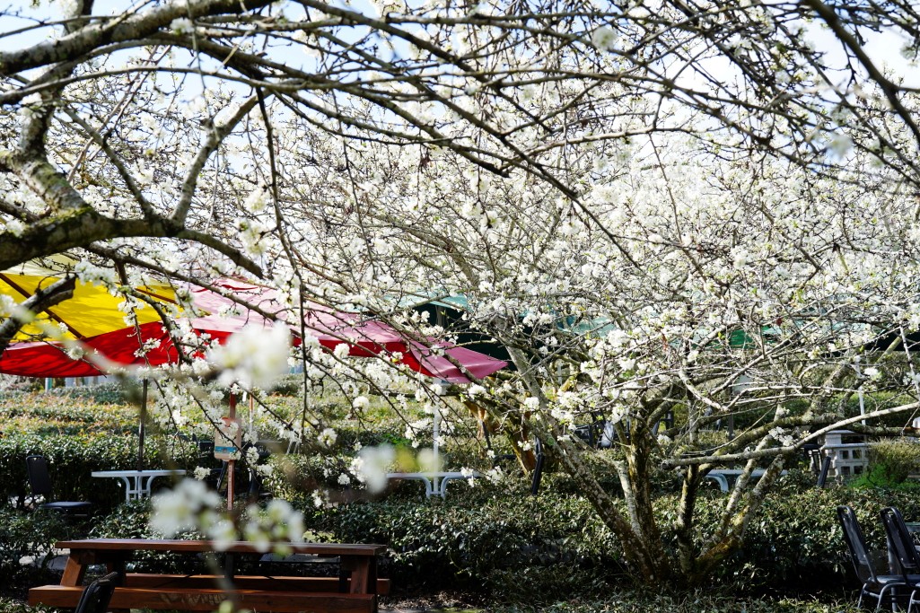 2025草坪頭櫻花季,草坪頭櫻花季,草坪頭櫻花 評價,草坪頭 交通方式,草坪頭,冠鈺園茶園,白色田園,明生李白花步道,望高茶園,2025草坪頭,南投賞櫻