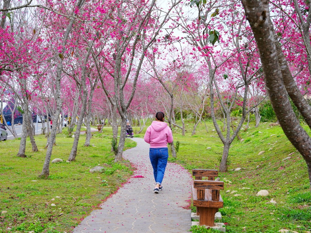2026新社櫻花,台中賞櫻,新社景點,興社街櫻花,大南坡櫻花,北天直轄院,台中免費賞櫻