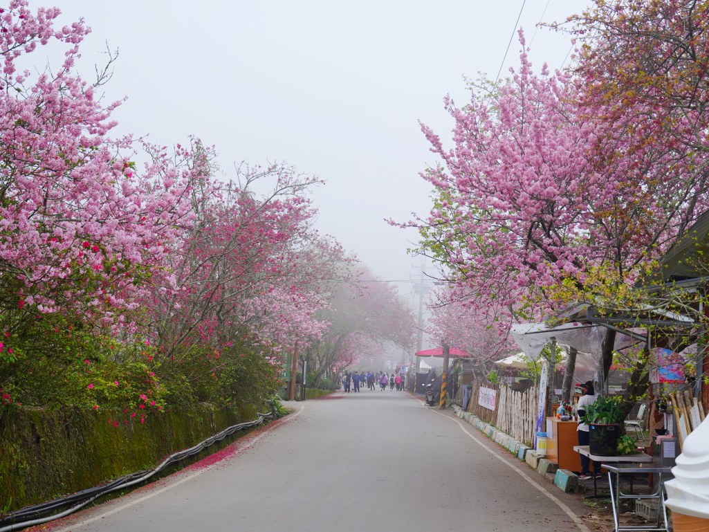 2025草坪頭櫻花季,草坪頭櫻花季,草坪頭櫻花 評價,草坪頭 交通方式,草坪頭,冠鈺園茶園,白色田園,明生李白花步道,望高茶園,2025草坪頭,南投賞櫻