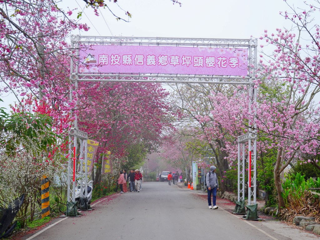 2025草坪頭櫻花季,草坪頭櫻花季,草坪頭櫻花 評價,草坪頭 交通方式,草坪頭,冠鈺園茶園,白色田園,明生李白花步道,望高茶園,2025草坪頭,南投賞櫻