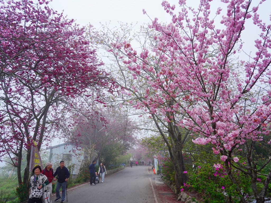 2025草坪頭櫻花季,草坪頭櫻花季,草坪頭櫻花 評價,草坪頭 交通方式,草坪頭,冠鈺園茶園,白色田園,明生李白花步道,望高茶園,2025草坪頭,南投賞櫻