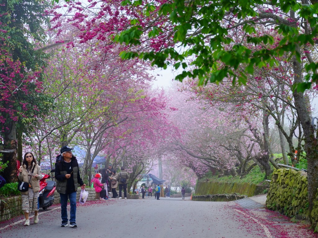 2025草坪頭櫻花季,草坪頭櫻花季,草坪頭櫻花 評價,草坪頭 交通方式,草坪頭,冠鈺園茶園,白色田園,明生李白花步道,望高茶園,2025草坪頭,南投賞櫻