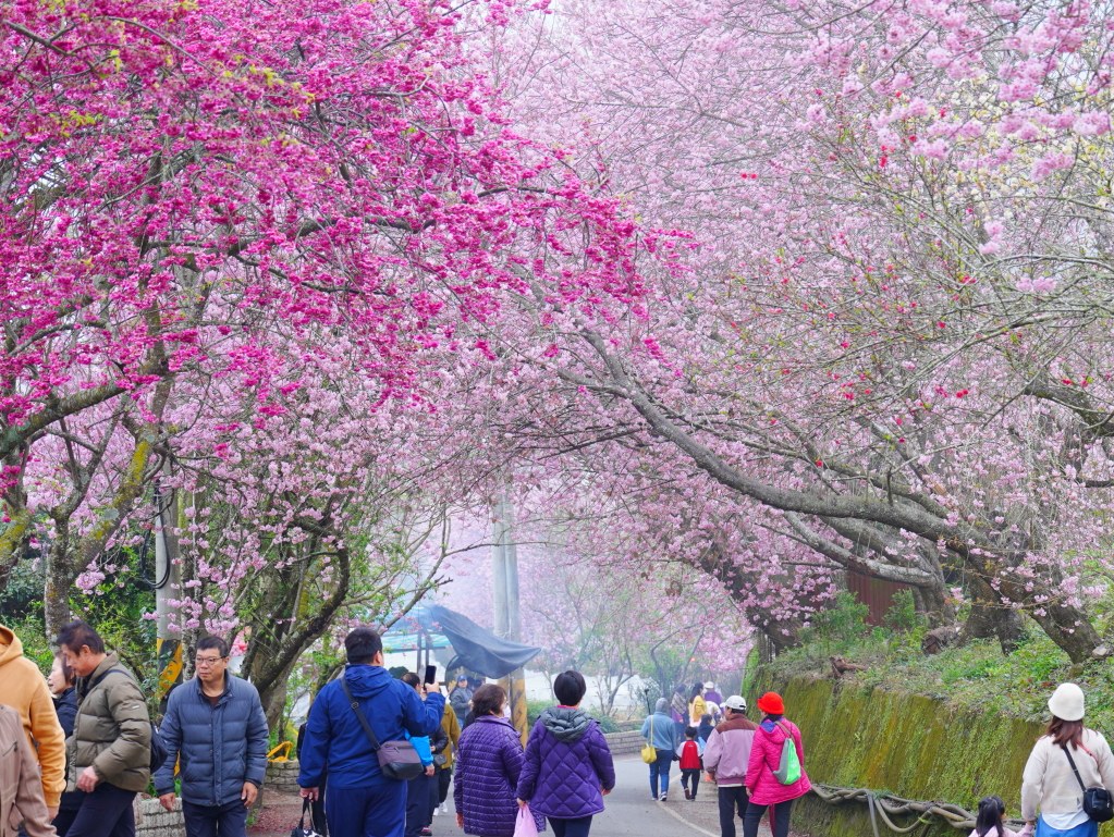 2025草坪頭櫻花季,草坪頭櫻花季,草坪頭櫻花 評價,草坪頭 交通方式,草坪頭,冠鈺園茶園,白色田園,明生李白花步道,望高茶園,2025草坪頭,南投賞櫻