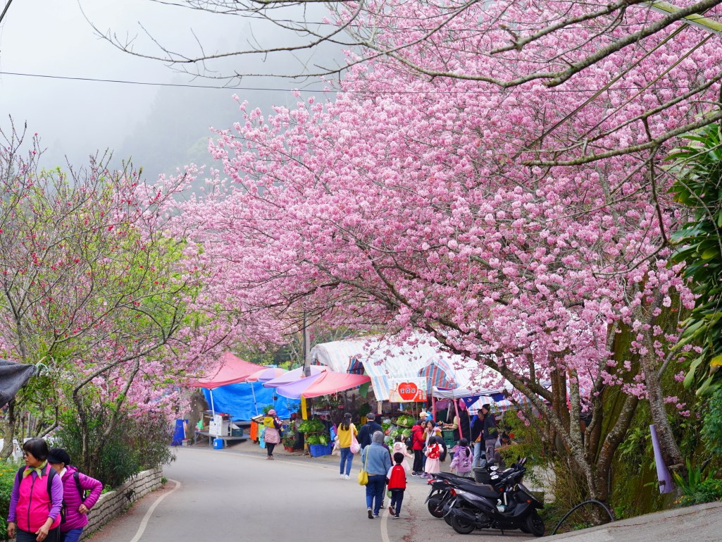 2025草坪頭櫻花季,草坪頭櫻花季,草坪頭櫻花 評價,草坪頭 交通方式,草坪頭,冠鈺園茶園,白色田園,明生李白花步道,望高茶園,2025草坪頭,南投賞櫻