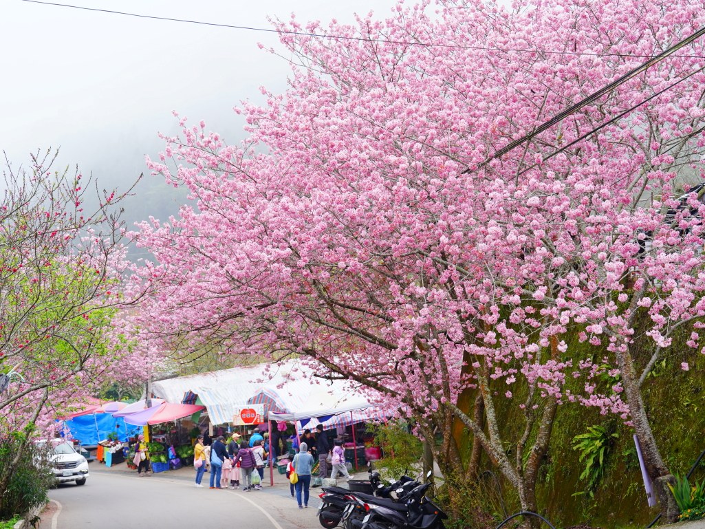 2025草坪頭櫻花季,草坪頭櫻花季,草坪頭櫻花 評價,草坪頭 交通方式,草坪頭,冠鈺園茶園,白色田園,明生李白花步道,望高茶園,2025草坪頭,南投賞櫻
