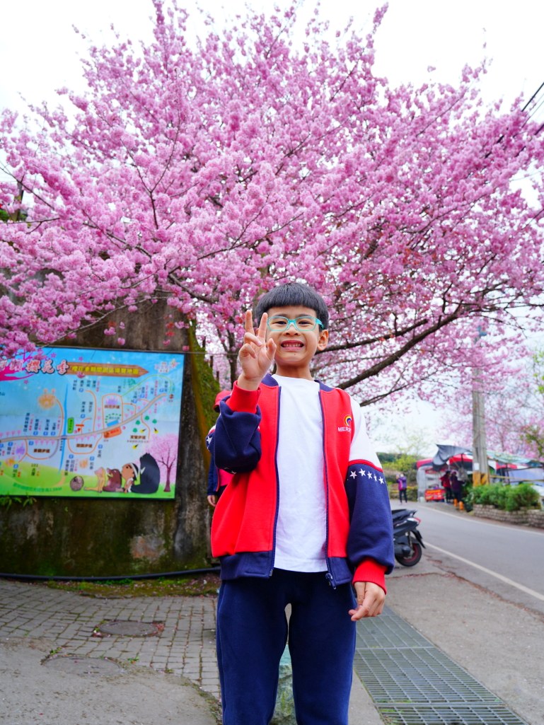 2025草坪頭櫻花季,草坪頭櫻花季,草坪頭櫻花 評價,草坪頭 交通方式,草坪頭,冠鈺園茶園,白色田園,明生李白花步道,望高茶園,2025草坪頭,南投賞櫻