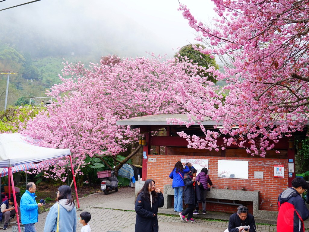 2025草坪頭櫻花季,草坪頭櫻花季,草坪頭櫻花 評價,草坪頭 交通方式,草坪頭,冠鈺園茶園,白色田園,明生李白花步道,望高茶園,2025草坪頭,南投賞櫻