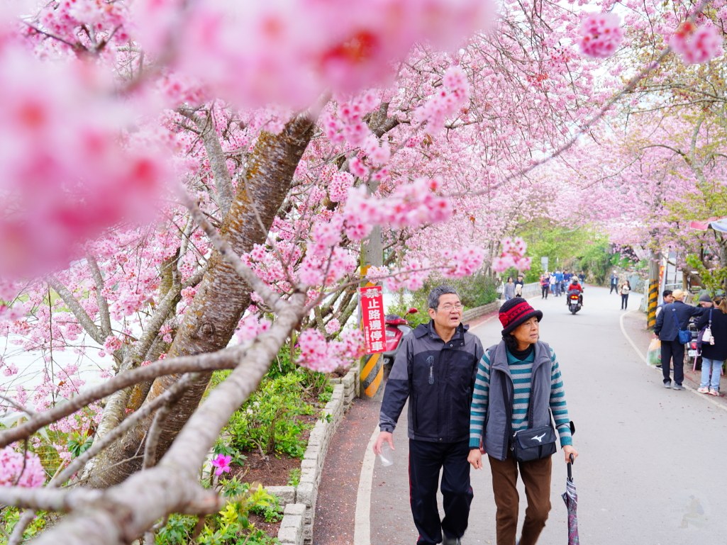2025草坪頭櫻花季,草坪頭櫻花季,草坪頭櫻花 評價,草坪頭 交通方式,草坪頭,冠鈺園茶園,白色田園,明生李白花步道,望高茶園,2025草坪頭,南投賞櫻