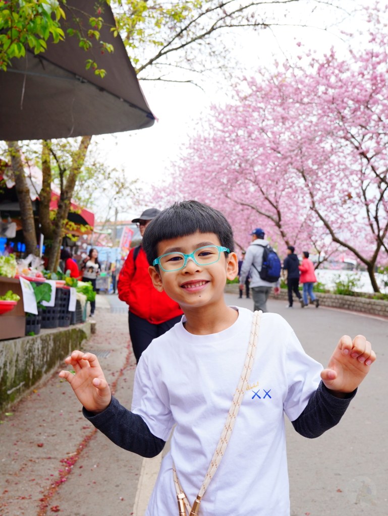 2025草坪頭櫻花季,草坪頭櫻花季,草坪頭櫻花 評價,草坪頭 交通方式,草坪頭,冠鈺園茶園,白色田園,明生李白花步道,望高茶園,2025草坪頭,南投賞櫻