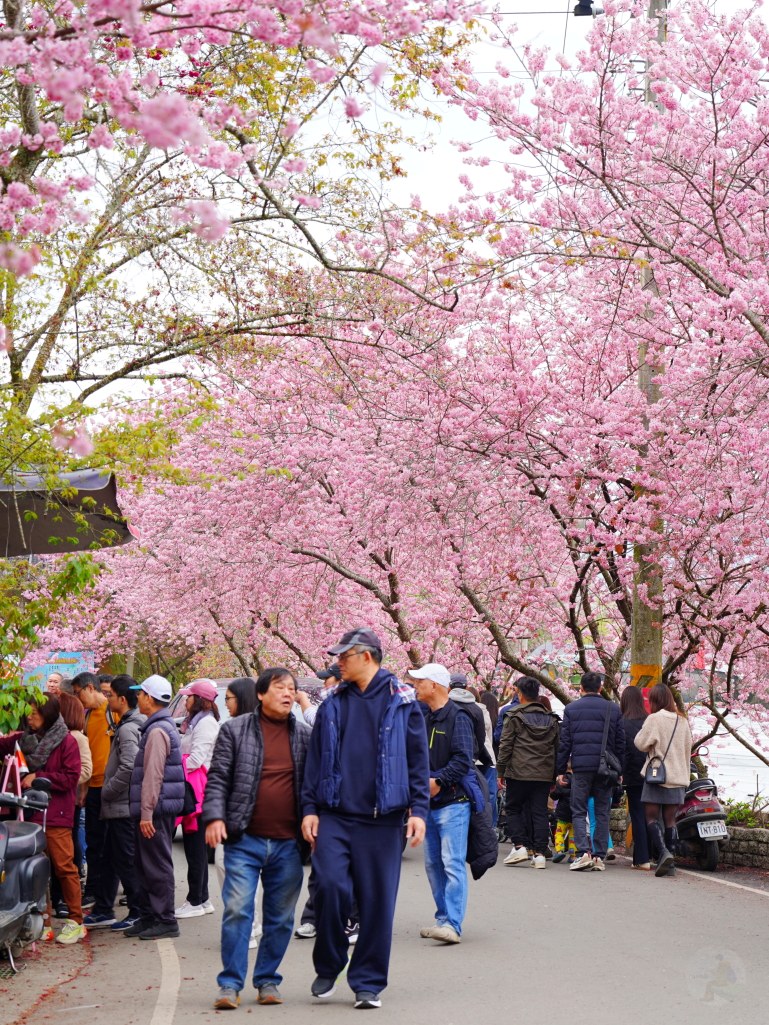 2025草坪頭櫻花季,草坪頭櫻花季,草坪頭櫻花 評價,草坪頭 交通方式,草坪頭,冠鈺園茶園,白色田園,明生李白花步道,望高茶園,2025草坪頭,南投賞櫻