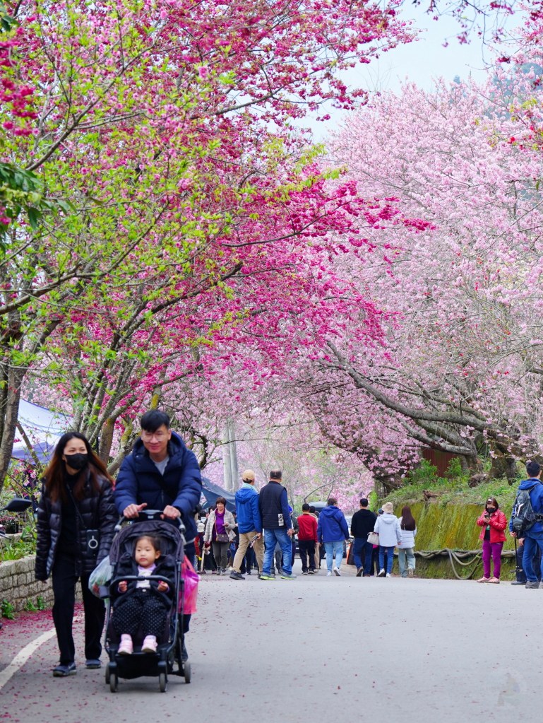 2025草坪頭櫻花季,草坪頭櫻花季,草坪頭櫻花 評價,草坪頭 交通方式,草坪頭,冠鈺園茶園,白色田園,明生李白花步道,望高茶園,2025草坪頭,南投賞櫻